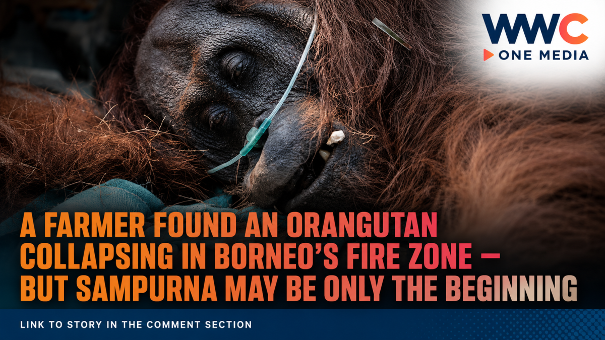 A Farmer Found an Orangutan Collapsing in Borneo’s Fire Zone — But Sampurna May Be Only the Beginning