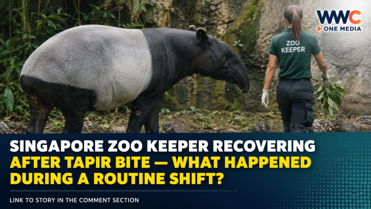 Singapore Zoo Keeper Recovering After Tapir Bite — What Happened During a Routine Shift?
