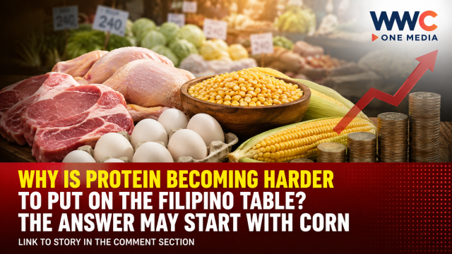 Why Is Protein Becoming Harder to Put on the Filipino Table? The Answer May Start With Corn