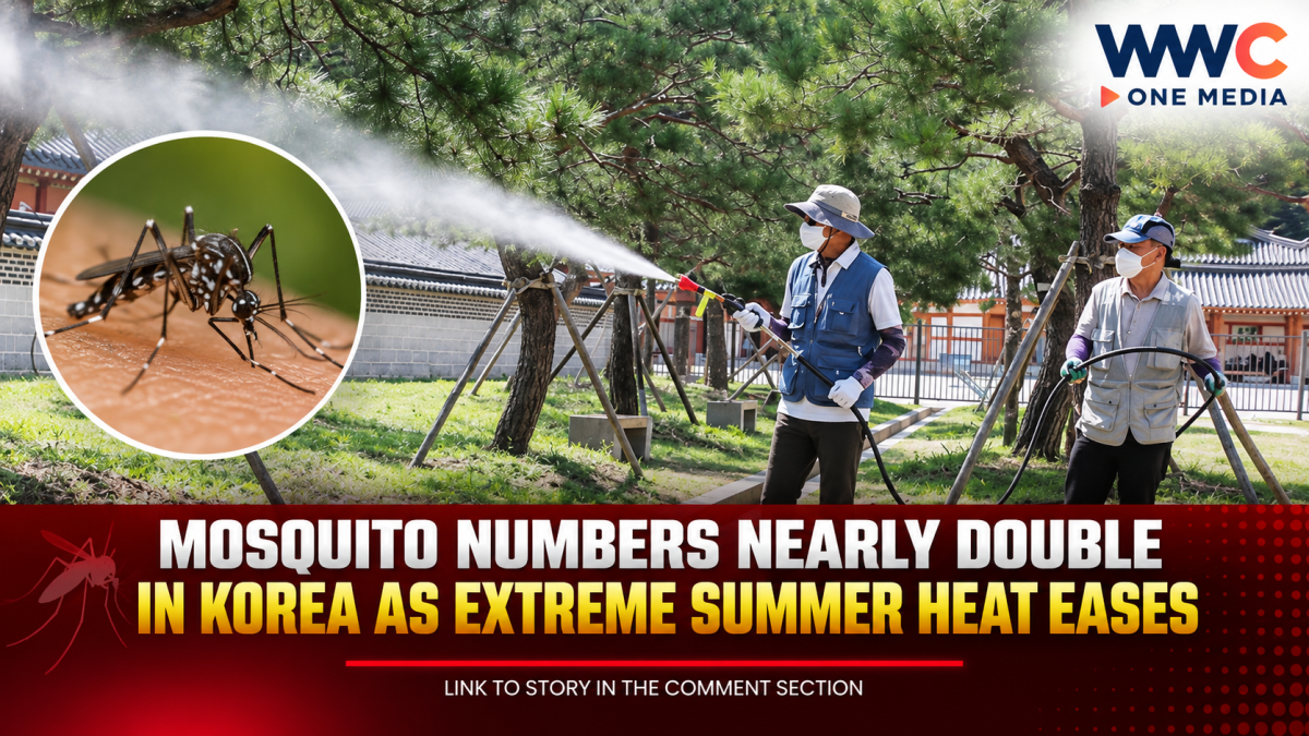 Mosquito Numbers Nearly Double in Korea as Extreme Summer Heat Eases