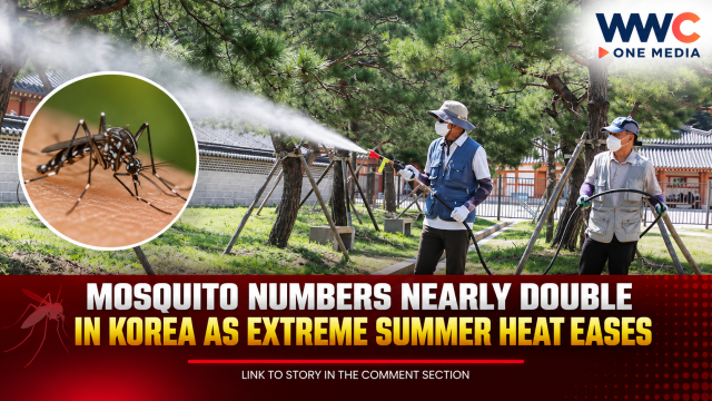 Mosquito Numbers Nearly Double in Korea as Extreme Summer Heat Eases