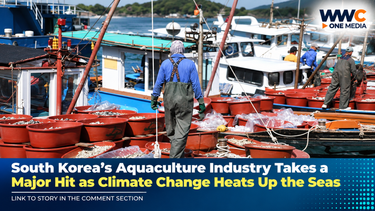 South Korea’s Aquaculture Industry Takes a Major Hit as Climate Change Heats Up the Seas