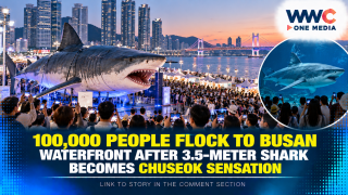 100,000 People Flock to Busan Waterfront After 3.5-Meter Shark Becomes Chuseok Sensation
