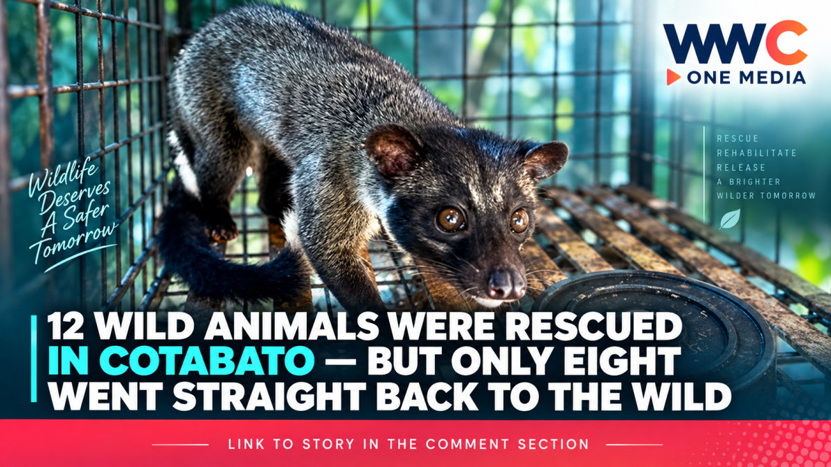 12 Wild Animals Were Rescued in Cotabato — But Only Eight Went Straight Back to the Wild