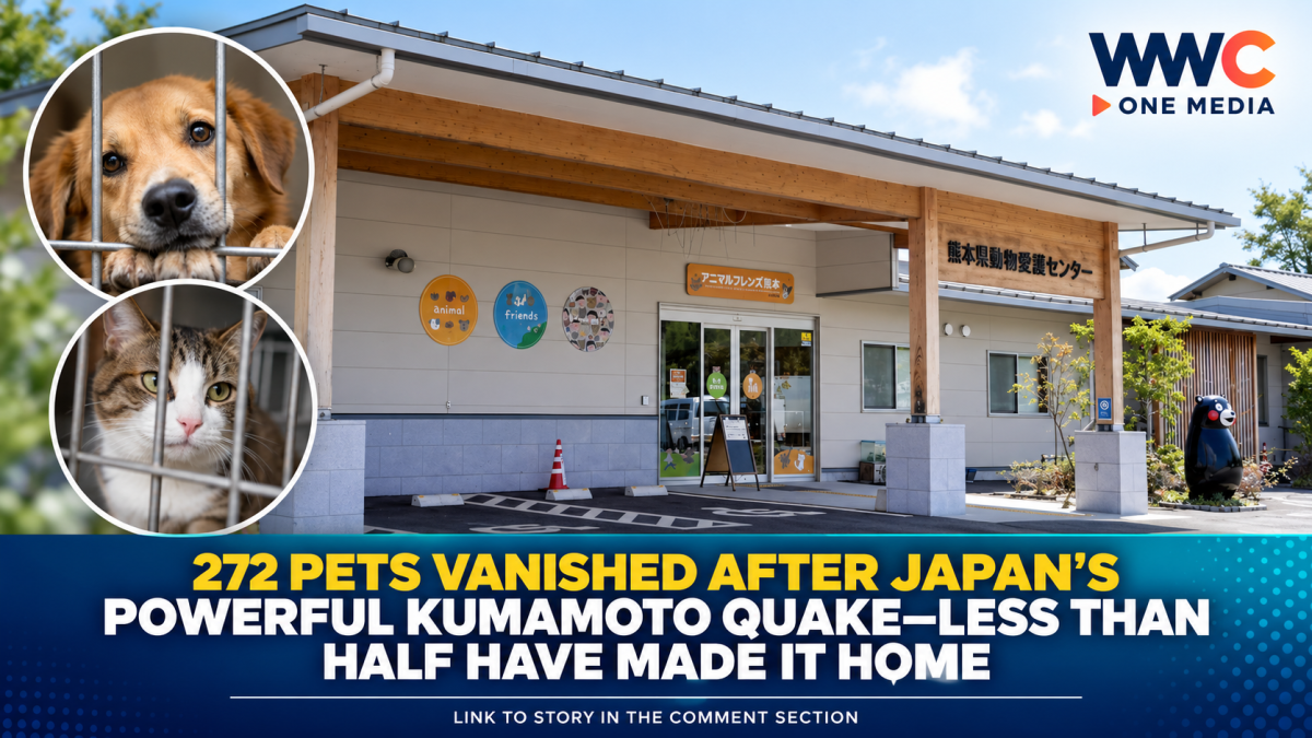 272 Pets Vanished After Japan’s Powerful Kumamoto Quake—Less Than Half Have Made It Home