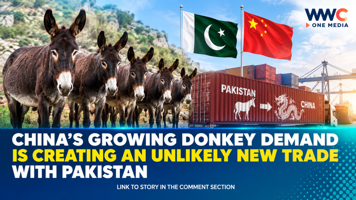 China’s Growing Donkey Demand Is Creating an Unlikely New Trade With Pakistan