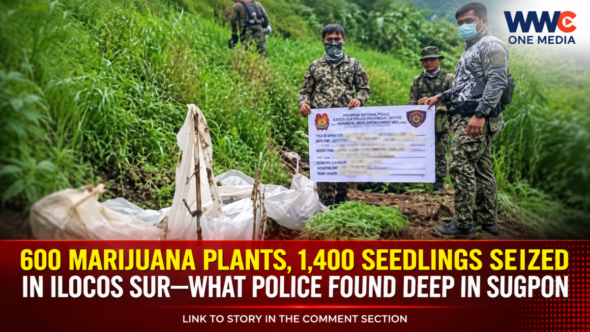 600 Marijuana Plants, 1,400 Seedlings Seized in Ilocos Sur—What Police Found Deep in Sugpon