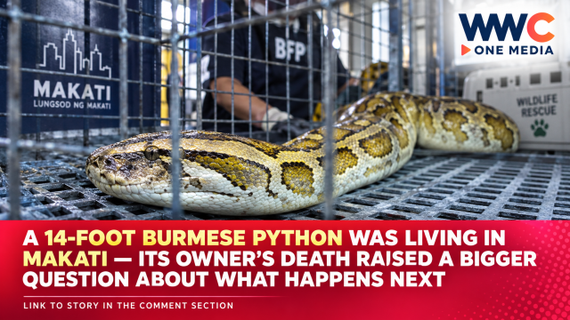 A 14-Foot Burmese Python Was Living in Makati — Its Owner’s Death Raised a Bigger Question About What Happens Next