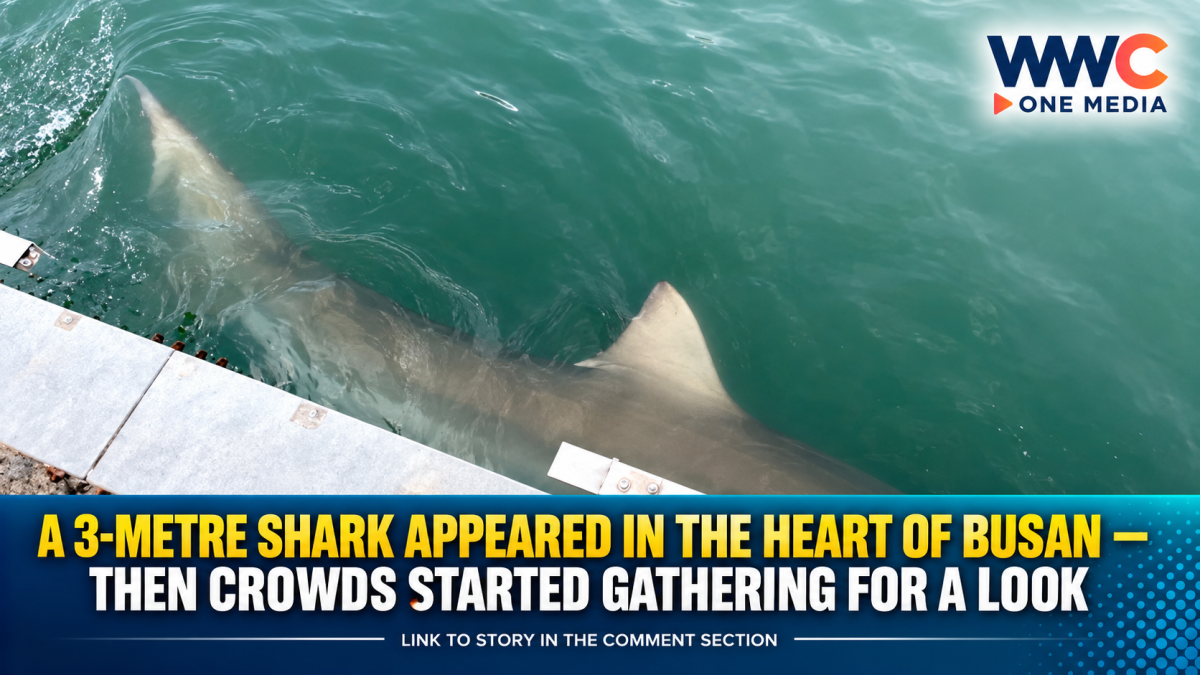 A 3-Metre Shark Appeared in the Heart of Busan — Then Crowds Started Gathering for a Look