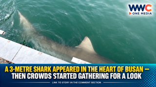 A 3-Metre Shark Appeared in the Heart of Busan — Then Crowds Started Gathering for a Look
