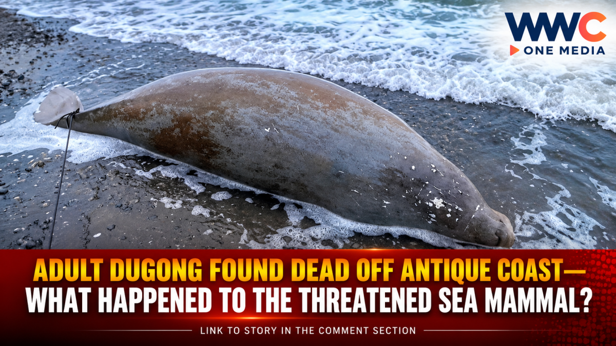 ADULT DUGONG FOUND DEAD OFF ANTIQUE COAST—WHAT HAPPENED TO THE THREATENED SEA MAMMAL?