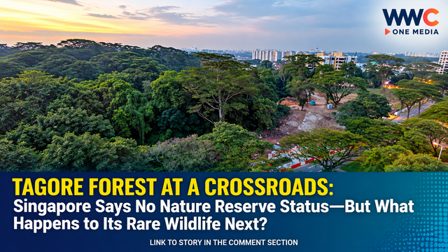 TAGORE FOREST AT A CROSSROADS: Singapore Says No Nature Reserve Status—But What Happens to Its Rare Wildlife Next?