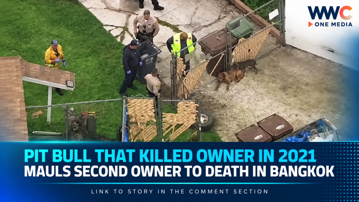 Pit Bull That Killed Owner in 2021 Mauls Second Owner to Death in Bangkok