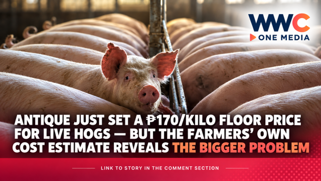 Antique Just Set a ₱170/Kilo Floor Price for Live Hogs — But the Farmers’ Own Cost Estimate Reveals the Bigger Problem