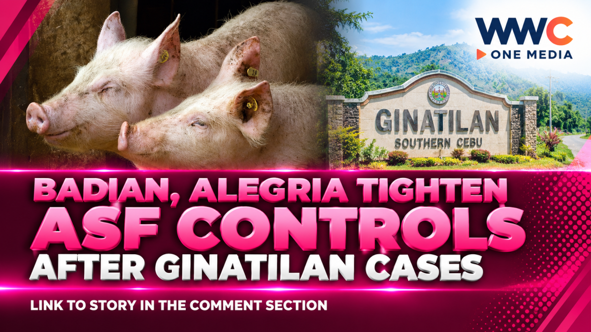 Badian, Alegria Tighten ASF Controls After Ginatilan Cases