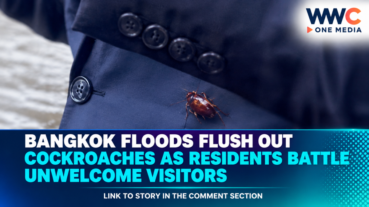 Bangkok Floods Flush Out Cockroaches as Residents Battle Unwelcome Visitors