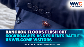 Bangkok Floods Flush Out Cockroaches as Residents Battle Unwelcome Visitors