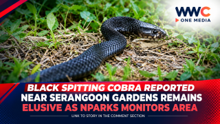 Black Spitting Cobra Reported Near Serangoon Gardens Remains Elusive as NParks Monitors Area