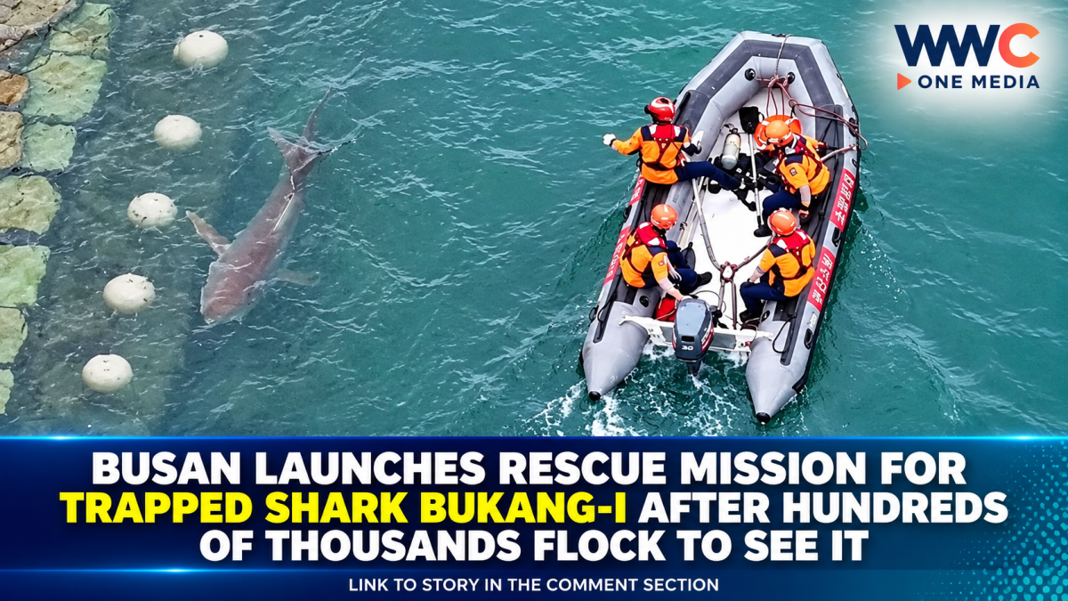 Busan Launches Rescue Mission for Trapped Shark Bukang-i After Hundreds of Thousands Flock to See It