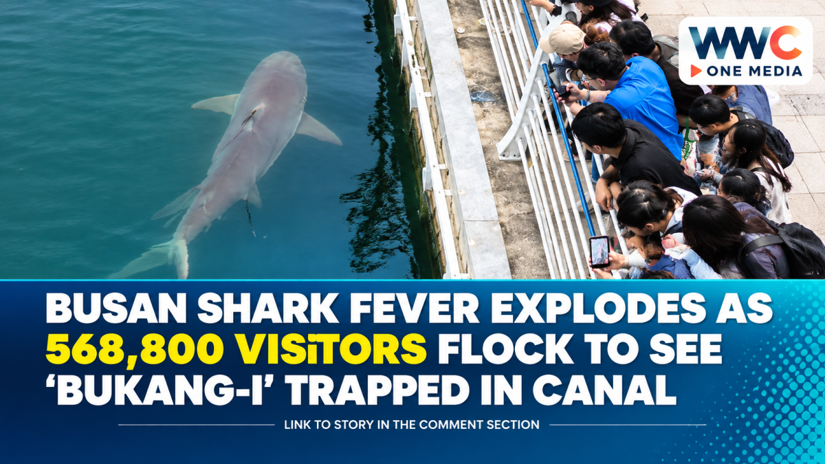 Busan Shark Fever Explodes as 568,800 Visitors Flock to See ‘Bukang-i’ Trapped in Canal