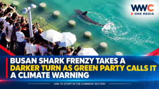Busan Shark Frenzy Takes a Darker Turn as Green Party Calls It a Climate Warning