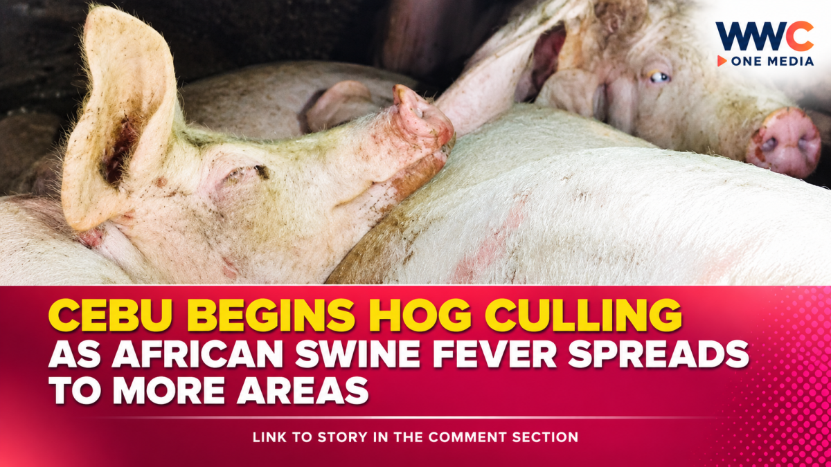 Cebu Begins Hog Culling as African Swine Fever Spreads to More Areas