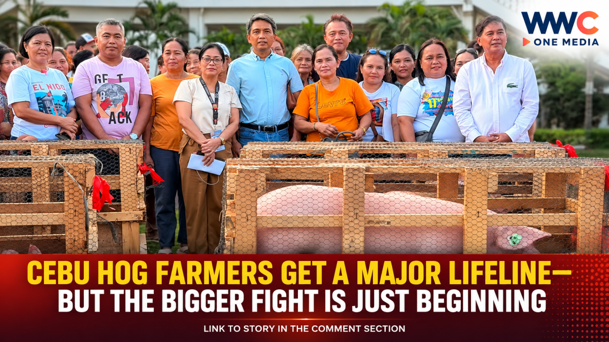 Cebu Hog Farmers Get a Major Lifeline—But the Bigger Fight Is Just Beginning