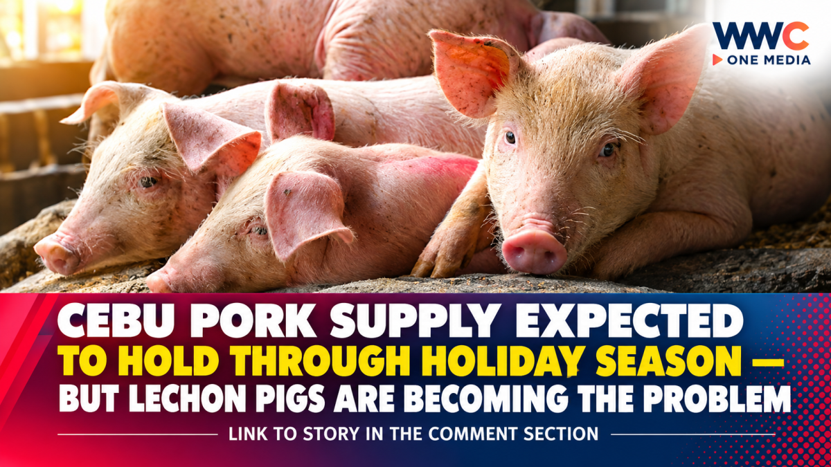 Cebu Pork Supply Expected to Hold Through Holiday Season — But Lechon Pigs Are Becoming the Problem