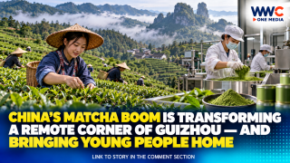China’s Matcha Boom Is Transforming a Remote Corner of Guizhou — And Bringing Young People Home