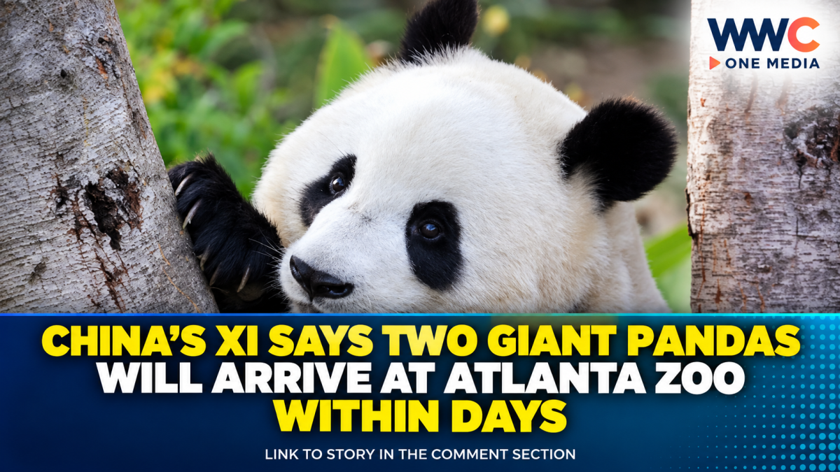 China’s Xi Says Two Giant Pandas Will Arrive at Atlanta Zoo Within Days