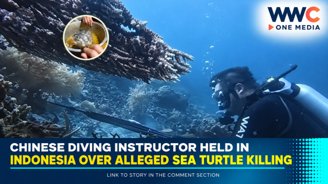 Chinese Diving Instructor Held in Indonesia Over Alleged Sea Turtle Killing
