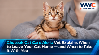 Chuseok Cat Care Alert: Vet Explains When to Leave Your Cat Home — and When to Take It With You