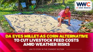DA Eyes Millet as Corn Alternative to Cut Livestock Feed Costs Amid Weather Risks
