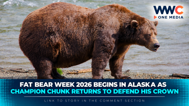 Fat Bear Week 2026 Begins in Alaska as Champion Chunk Returns to Defend His Crown
