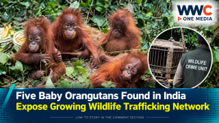 Five Baby Orangutans Found in India Expose Growing Wildlife Trafficking Network