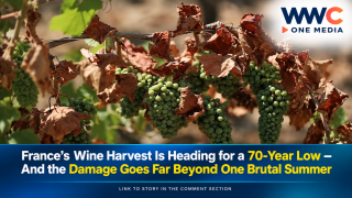 France’s Wine Harvest Is Heading for a 70-Year Low — And the Damage Goes Far Beyond One Brutal Summer
