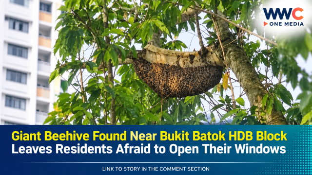 Giant Beehive Found Near Bukit Batok HDB Block Leaves Residents Afraid to Open Their Windows