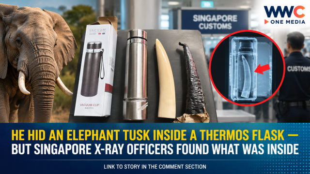 He Hid an Elephant Tusk Inside a Thermos Flask — But Singapore X-Ray Officers Found What Was Inside
