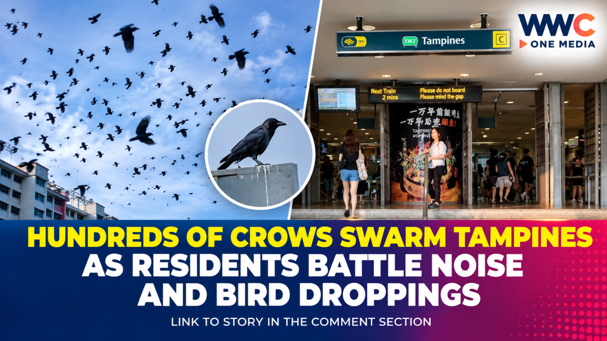 Hundreds of Crows Swarm Tampines as Residents Battle Noise and Bird Droppings