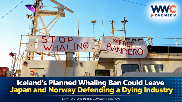 Iceland’s Planned Whaling Ban Could Leave Japan and Norway Defending a Dying Industry