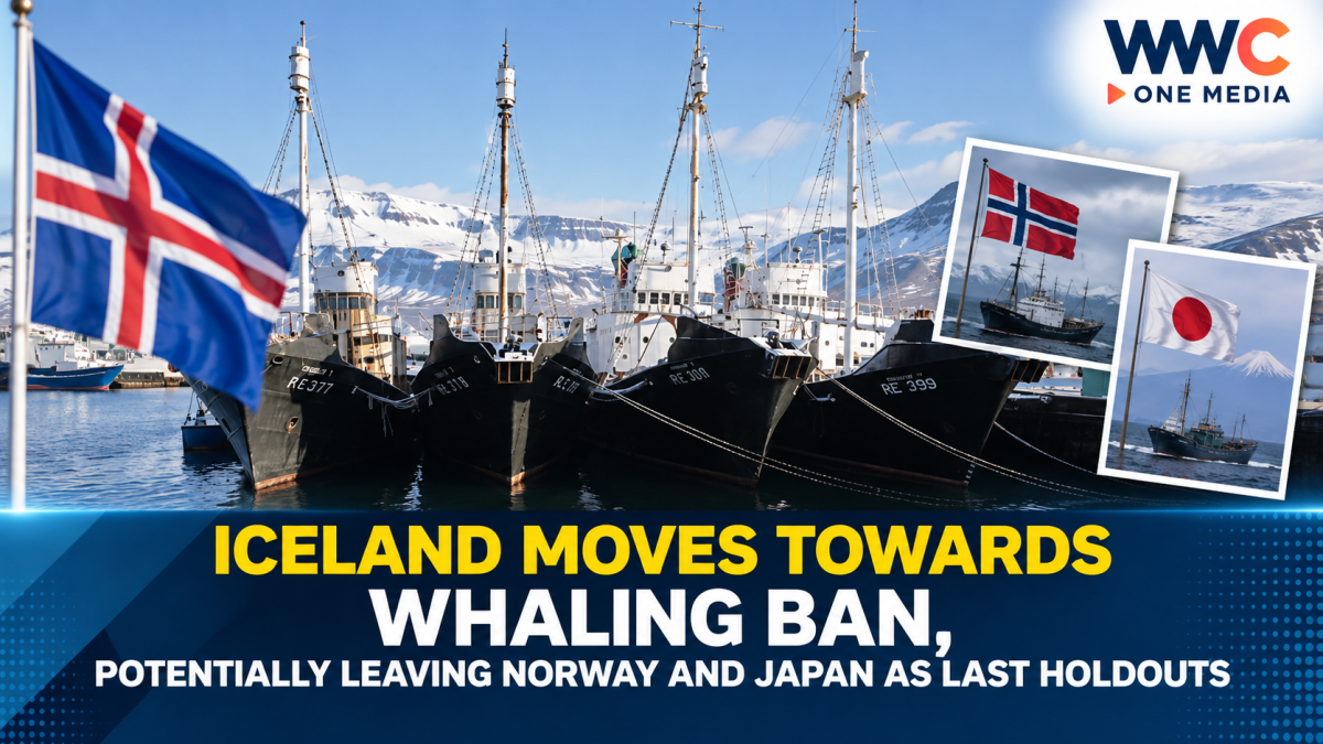 Iceland Moves Towards Whaling Ban, Potentially Leaving Norway and Japan as Last Holdouts