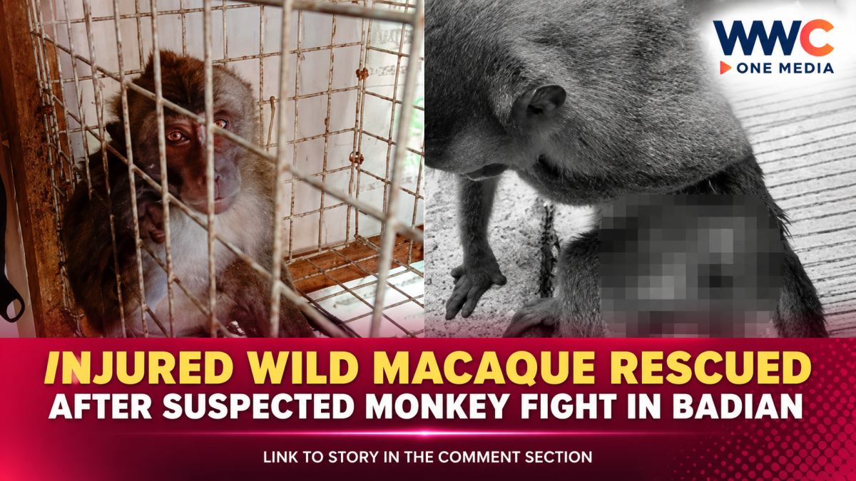 Injured Wild Macaque Rescued After Suspected Monkey Fight in Badian
