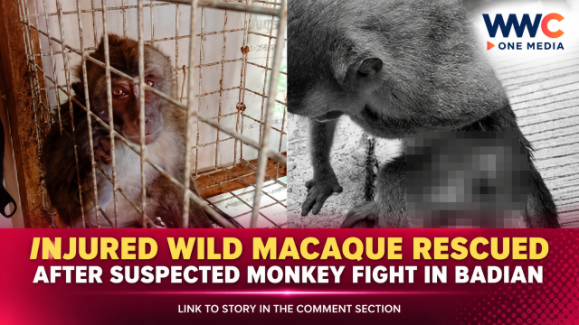 Injured Wild Macaque Rescued After Suspected Monkey Fight in Badian