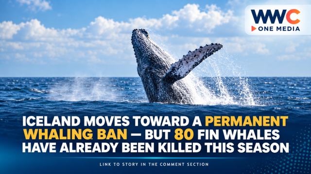 Iceland Moves Toward a Permanent Whaling Ban — But 80 Fin Whales Have Already Been Killed This Season
