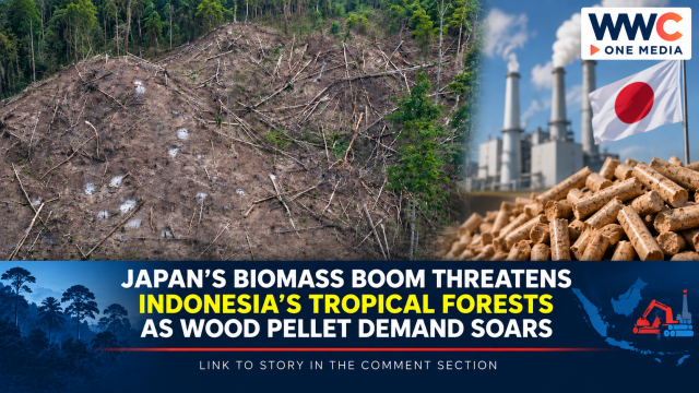 Japan’s Biomass Boom Threatens Indonesia’s Tropical Forests as Wood Pellet Demand Soars