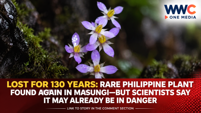 LOST FOR 130 YEARS: Rare Philippine Plant Found Again in Masungi—But Scientists Say It May Already Be in Danger