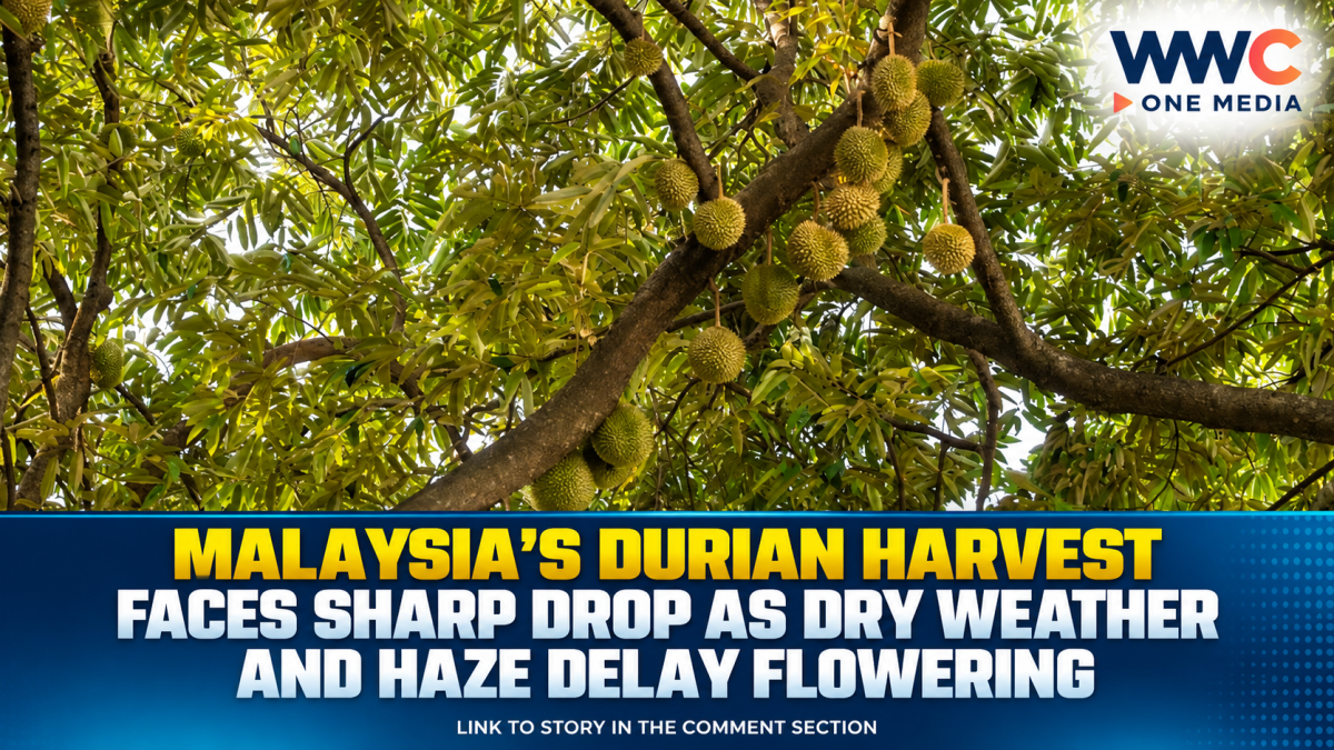 Malaysia’s Durian Harvest Faces Sharp Drop as Dry Weather and Haze Delay Flowering