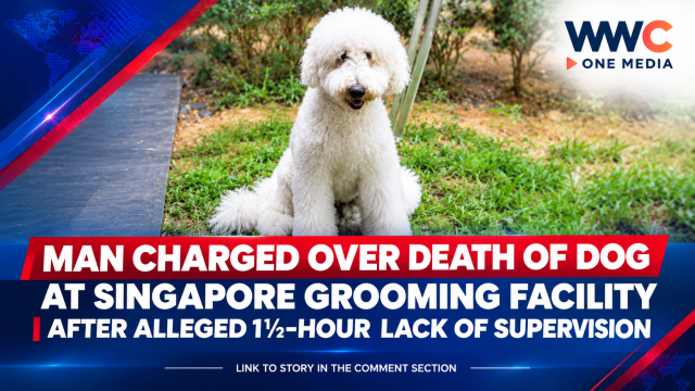 Man Charged Over Death of Dog at Singapore Grooming Facility After Alleged 1½-Hour Lack of Supervision