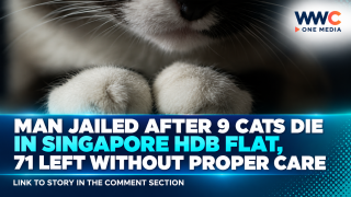 Man Jailed After 9 Cats Die in Singapore HDB Flat, 71 Left Without Proper Care