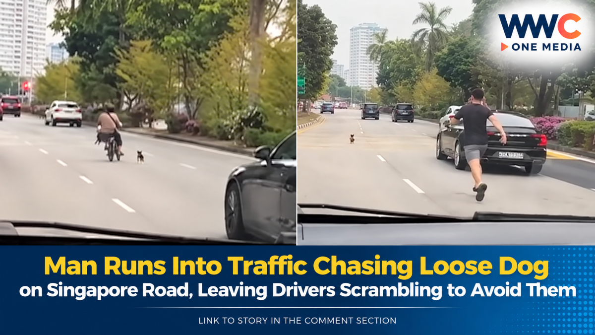 Man Runs Into Traffic Chasing Loose Dog on Singapore Road, Leaving Drivers Scrambling to Avoid Them
